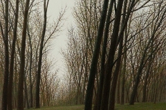 Валерий Шкарубо. Деревья (2013)
