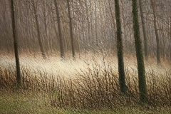 Валерий Шкарубо. Лесной свет (2012)