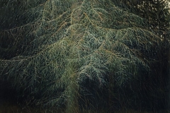 Валерий Шкарубо. Осенние думы (1997)