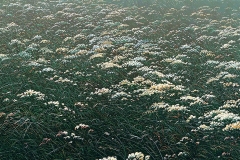 Валерий Шкарубо. Расставание (1997)