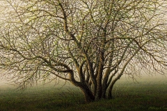 Валерий Шкарубо. Вечернее утро (2014)
