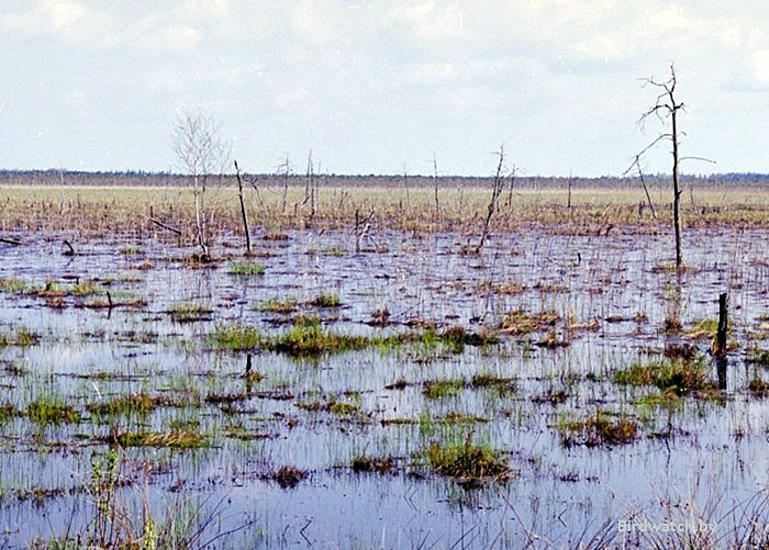 Ольманские болота. Фото: Николай Черкас