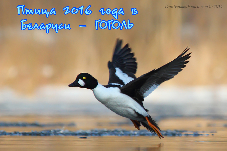 Гоголь - птица 2016 года в Беларуси. Фото - Д.Якубович