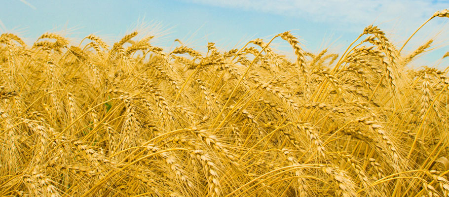 озимая пшеница
